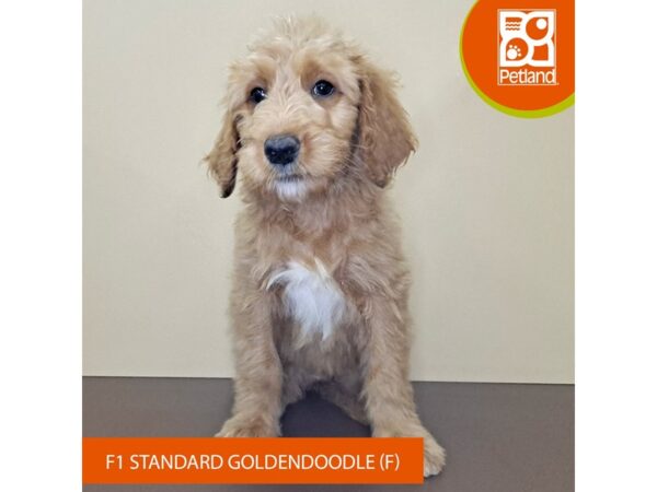 Goldendoodle Standard F1-Dog-Female-Golden-4179-Petland Hilliard, Ohio