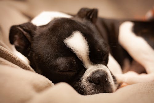 Cavalier King Charles Spaniel-DOG-Female-Black White / Tan-3380475-Petland  Chicago Ridge