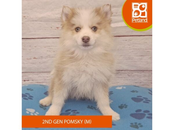 Pomsky 2nd Gen-Dog-Male-Agouti / White-4137-Petland Hilliard, Ohio