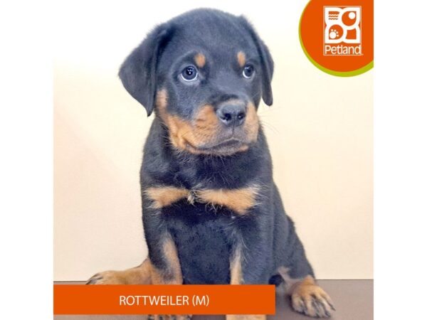 Rottweiler-Dog-Male-Black / Tan-4150-Petland Hilliard, Ohio