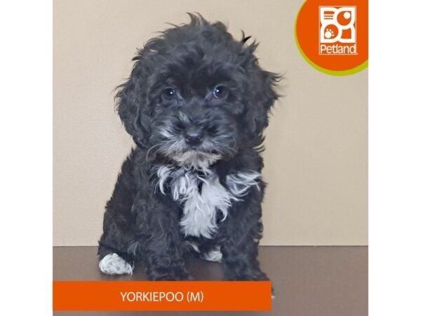 Yorkiepoo-Dog-Male-Black / White-4156-Petland Hilliard, Ohio