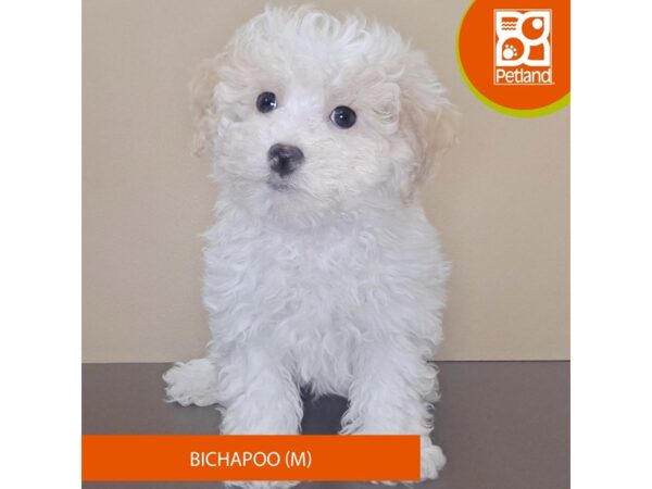 Bichapoo-Dog-Male-White / Apricot-4158-Petland Hilliard, Ohio