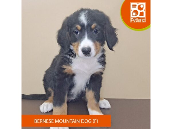 Bernese Mountain Dog-Dog-Female-Tri-Colored-4161-Petland Hilliard, Ohio