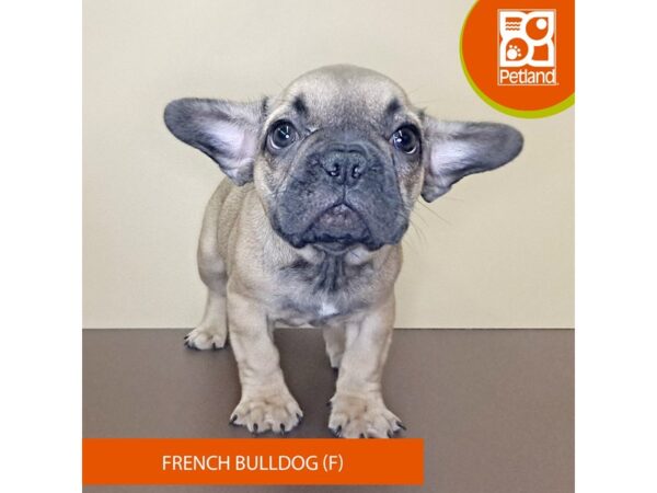 French Bulldog-Dog-Female-Fawn-4166-Petland Hilliard, Ohio