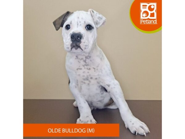 Olde Bulldog-Dog-Male-Brindle-4165-Petland Hilliard, Ohio