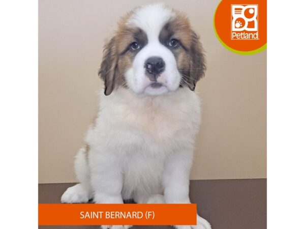 Saint Bernard-Dog-Female-Brown / White-4159-Petland Hilliard, Ohio