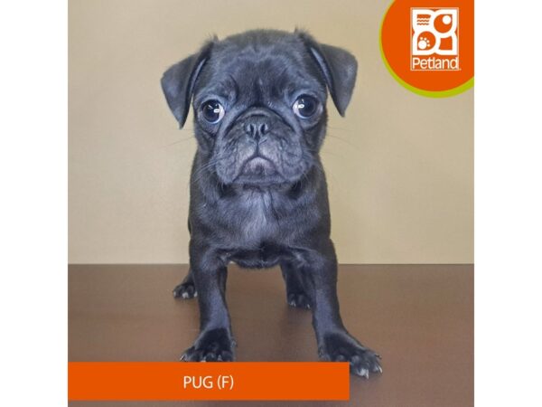 Pug-Dog-Female-Black-4176-Petland Hilliard, Ohio