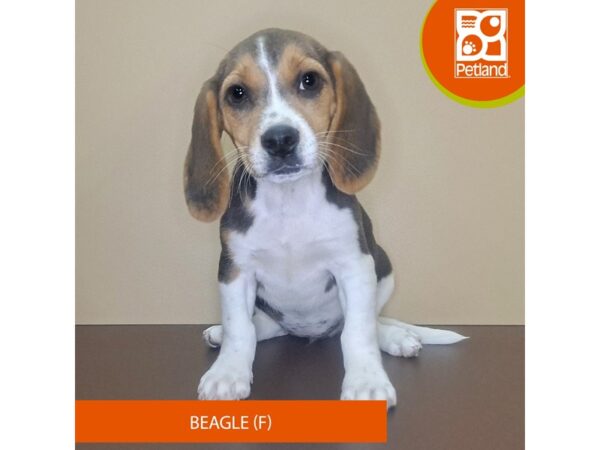 Beagle-Dog-Female-Tri-Colored-4173-Petland Hilliard, Ohio