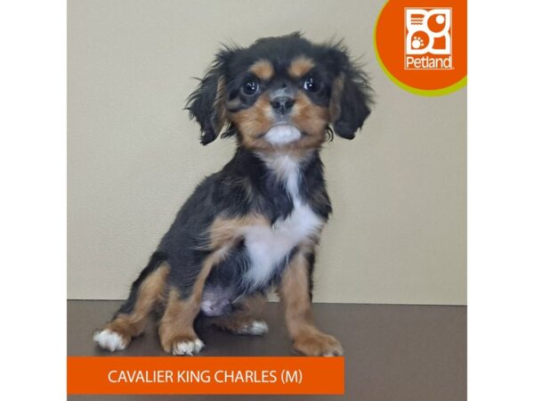 Cavalier King Charles Spaniel Dog Male Black / Tan 4170 Petland Hilliard, Ohio