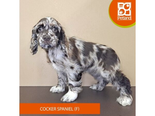 Cocker Spaniel-Dog-Female-Merle-4186-Petland Hilliard, Ohio