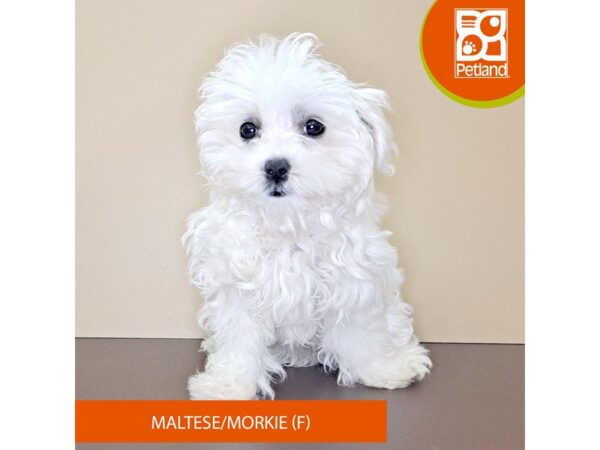 Maltese/Morkie-Dog-Female-White-4185-Petland Hilliard, Ohio