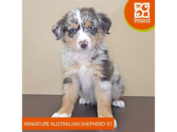 Miniature Australian Shepherd-Dog-Female-Red Merle-4184-Petland Hilliard, Ohio