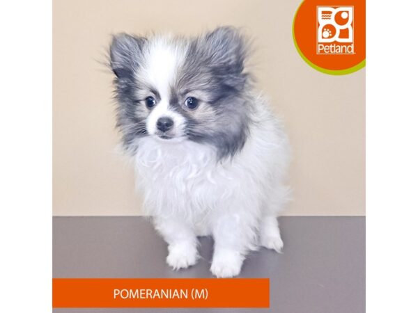 Pomeranian-Dog-Male-Tri-Colored-4183-Petland Hilliard, Ohio