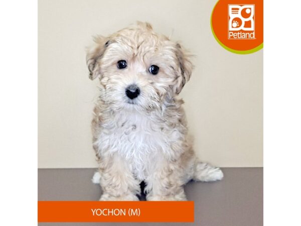 Yochon-Dog-Male-Tan-4180-Petland Hilliard, Ohio