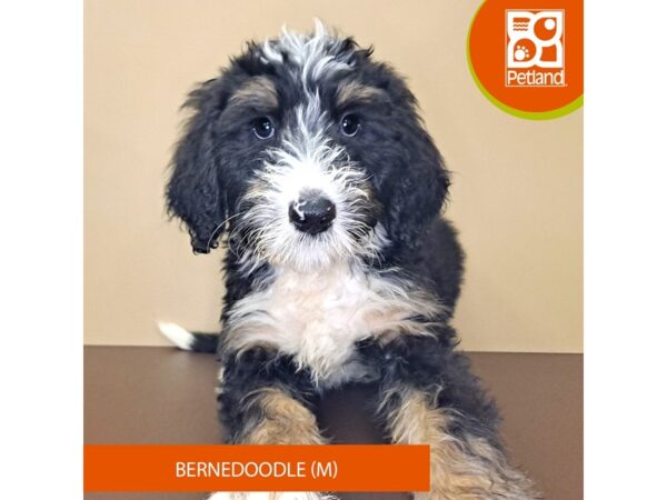 Poodle/Bernese Mountain Dog-Dog-Male-Black Tan / White-4178-Petland Hilliard, Ohio