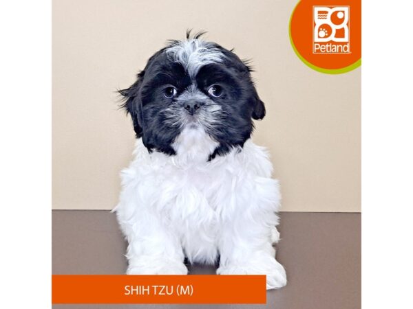 Shih Tzu-Dog-Male-Brown / White-4171-Petland Hilliard, Ohio