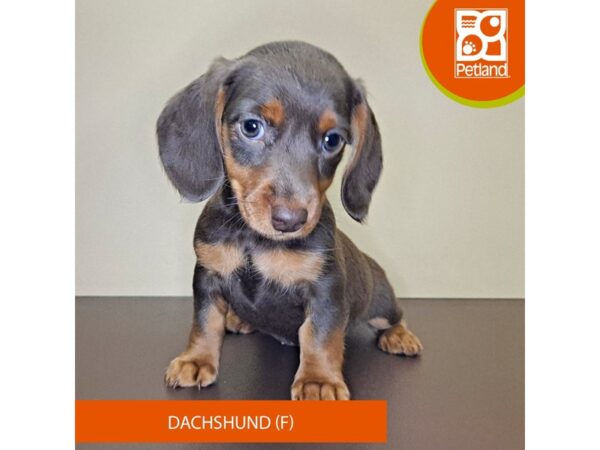 Dachshund-Dog-Female-Chocolate / Tan-4189-Petland Hilliard, Ohio