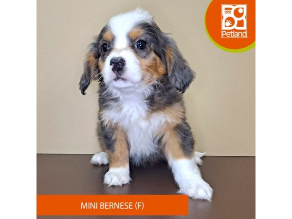 Mini Bernese-Dog-Female-Blue Merle / Tan-4188-Petland Hilliard, Ohio