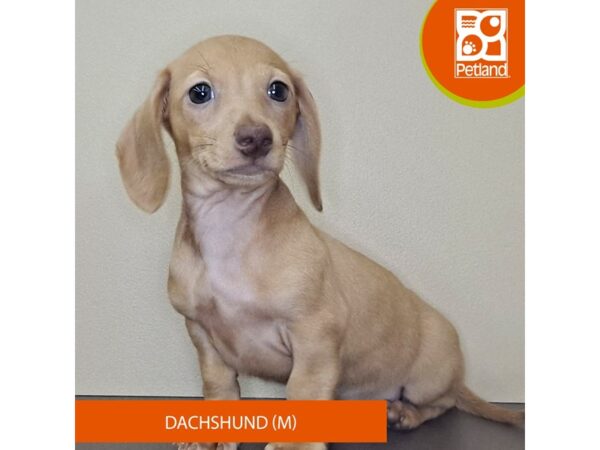 Dachshund-Dog-Male-Red-4187-Petland Hilliard, Ohio