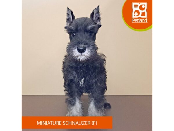 Miniature Schnauzer-Dog-Female-Black / Silver-4196-Petland Hilliard, Ohio