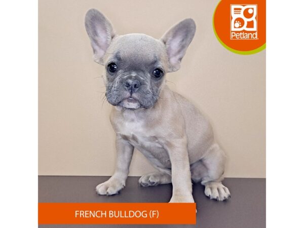 French Bulldog-Dog-Female-Fawn-4195-Petland Hilliard, Ohio