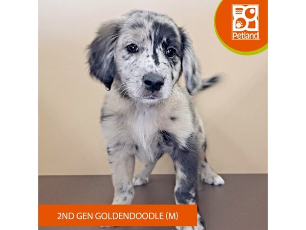 Goldendoodle 2nd Gen-Dog-Male-Blue Merle-4193-Petland Hilliard, Ohio