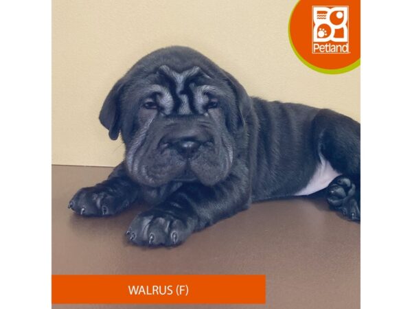 Walrus-Dog-Female-Black-4198-Petland Hilliard, Ohio