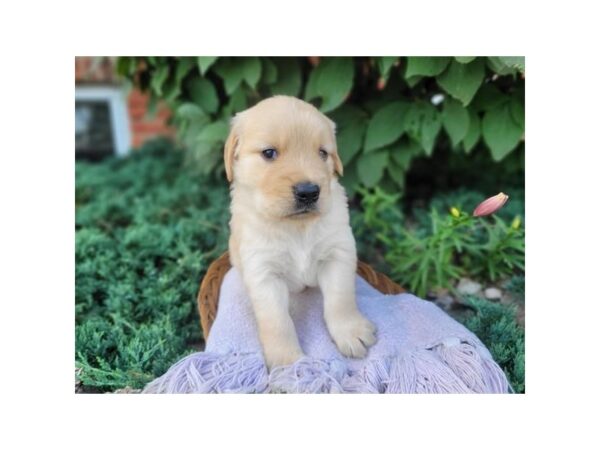 Golden Retriever-Dog-Male-Golden-4206-Petland Hilliard, Ohio