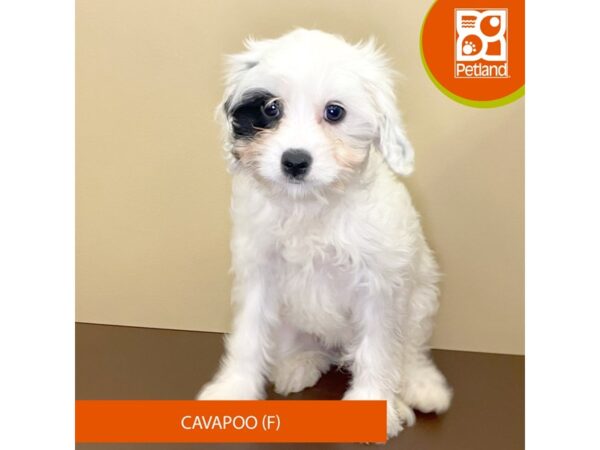 Cavapoo-Dog-Female-White-4203-Petland Hilliard, Ohio