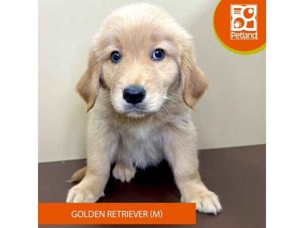 Golden Retriever-Dog-Male-Golden-4205-Petland Hilliard, Ohio