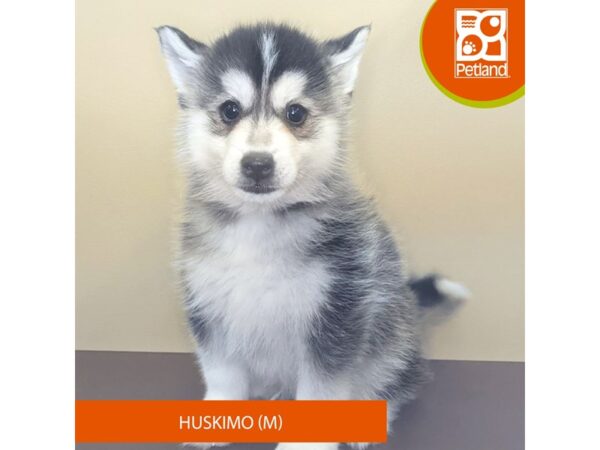 Huskimo-Dog-Male-Black / White-4211-Petland Hilliard, Ohio