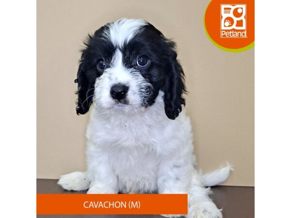 Cavachon Dog Male Black / White 4191 Petland Hilliard, Ohio