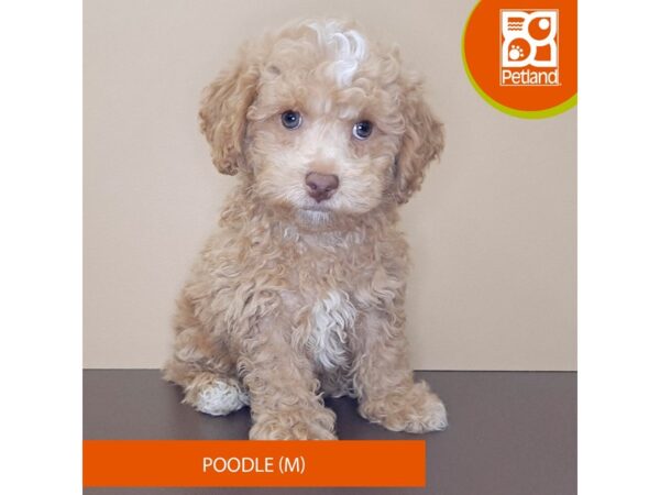 Poodle Dog Male Golden 4194 Petland Hilliard, Ohio