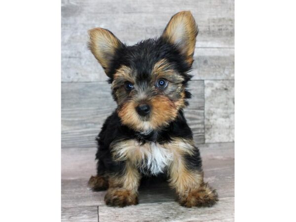 Yorkshire Terrier-Dog-Male-Black / Tan-4200-Petland Hilliard, Ohio