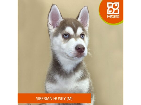 Siberian Husky-Dog-Male-Red / White-4202-Petland Hilliard, Ohio