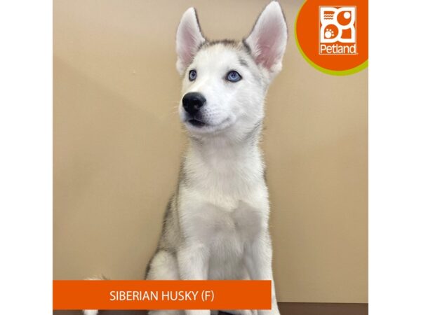 Siberian Husky-Dog-Female-Agouti / White-4201-Petland Hilliard, Ohio