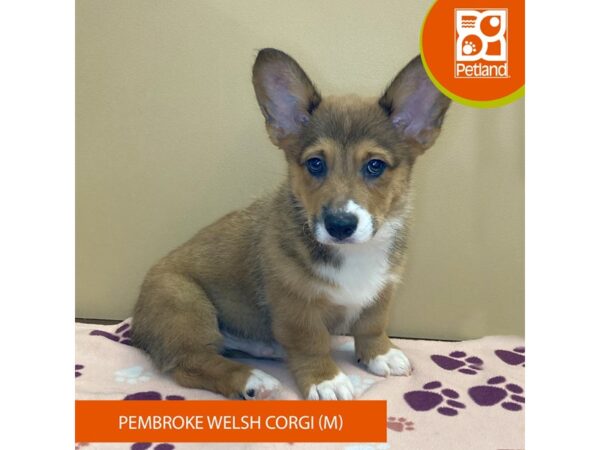 Pembroke Welsh Corgi/Cardigan Welsh Corgi-Dog-Male-Sable / White-4197-Petland Hilliard, Ohio