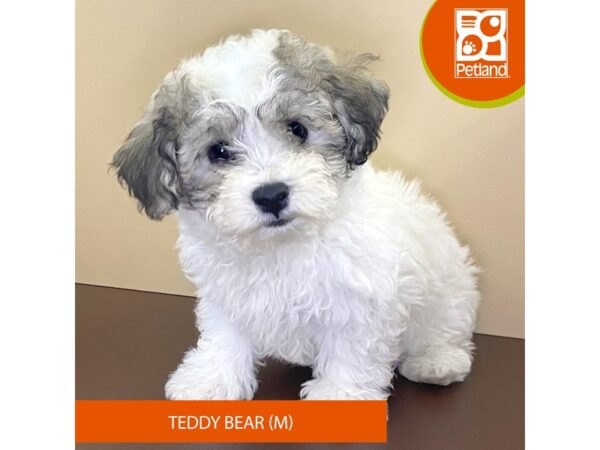 Teddy Bear-Dog-Male-White / Brown-4204-Petland Hilliard, Ohio