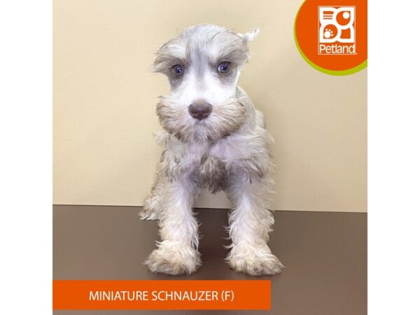 Miniature Schnauzer Dog Female Chocolate 4208 Petland Hilliard, Ohio