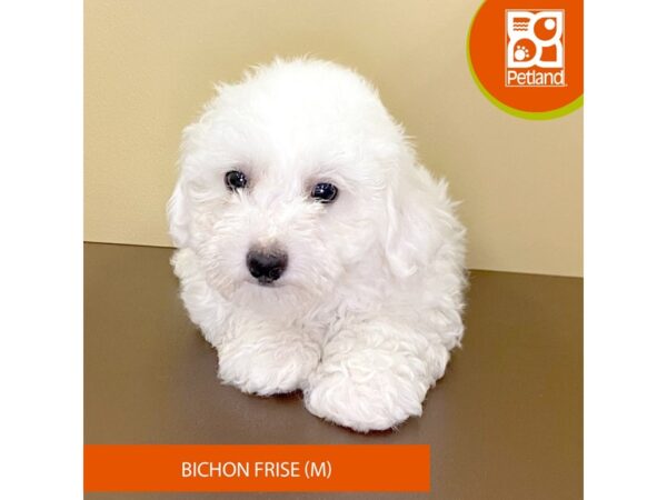 Bichon Frise-Dog-Male-White-4210-Petland Hilliard, Ohio