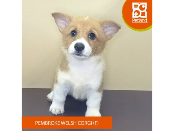 Pembroke Welsh Corgi-Dog-Female-Red / White-4207-Petland Hilliard, Ohio