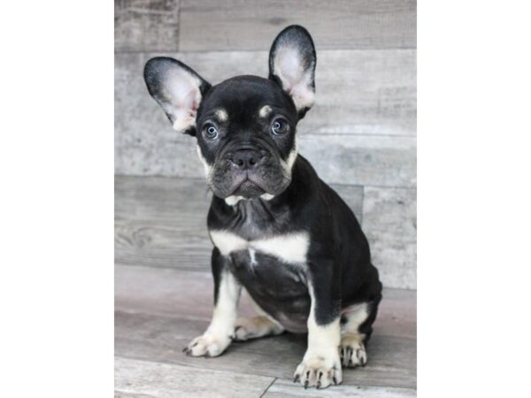 French Bulldog Dog Female Black / Fawn 4218 Petland Hilliard, Ohio