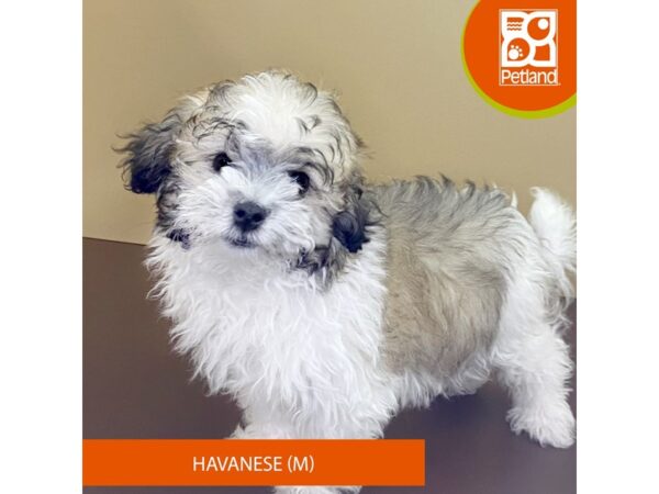 Havanese Dog Male 4223 Petland Hilliard, Ohio