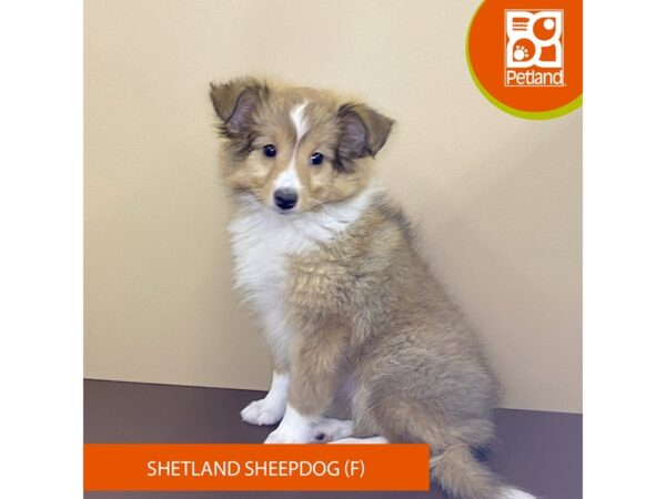 Shetland Sheepdog Dog Female Sable / White 4221 Petland Hilliard, Ohio