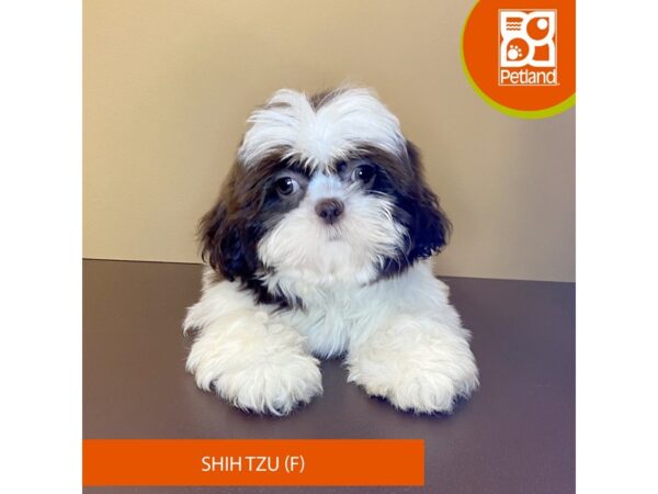 Shih Tzu-Dog-Female-Chocolate / White-4214-Petland Hilliard, Ohio