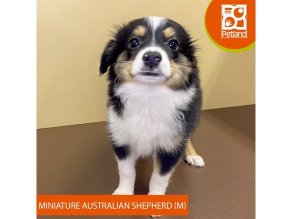 Miniature Australian Shepherd-Dog-Male-Black / White-4212-Petland Hilliard, Ohio