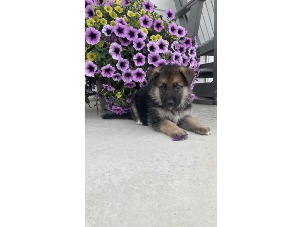 German Shepherd Dog Male Black / Tan 4232 Petland Hilliard, Ohio