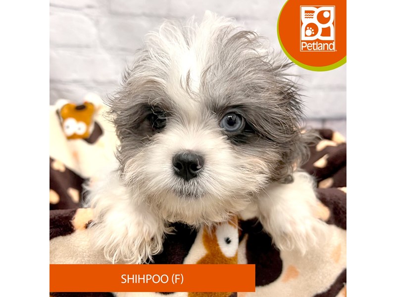 Puppy ID234322 Located at Petland Hilliard, Ohio