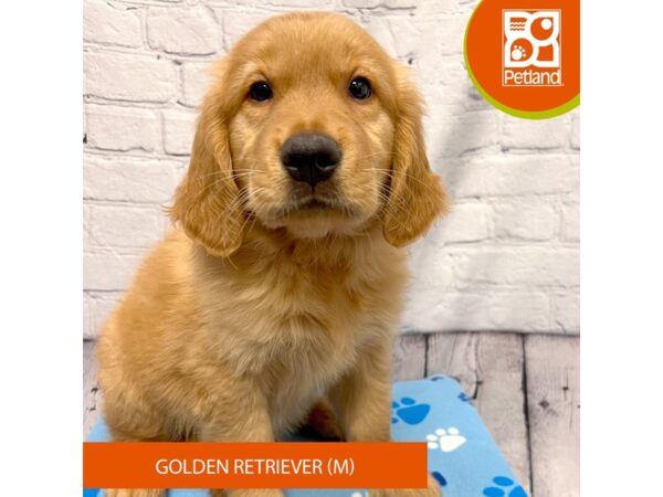 Golden Retriever-Dog-Male-Golden-4237-Petland Hilliard, Ohio