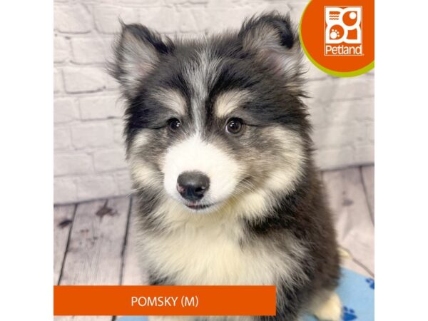 Pomsky Dog Male Black / White 4243 Petland Hilliard, Ohio